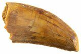 Serrated Raptor Tooth - Real Dinosaur Tooth #347012-1